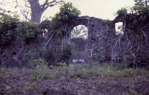 Ruins on Bunce Island  Photo by Vera Viditz-Ward